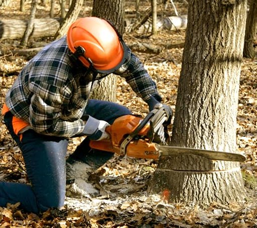 Tree Removal in New Riegel, OH